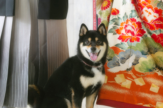 大切なペットと一緒に可愛いフォトウェディング