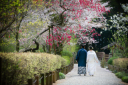 《梅・桜ロケーション》2024年開花状況