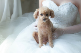 Q&A「犬を飼っているのですが、一緒に撮影できますか」