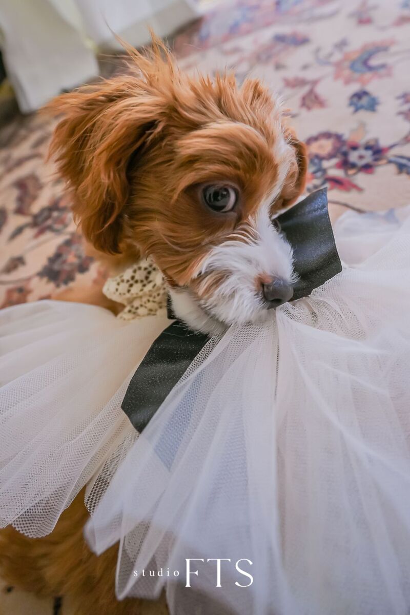 ペット撮影のご案内