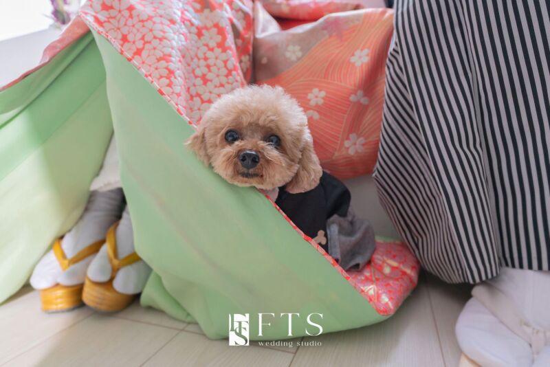 ペット撮影のご案内