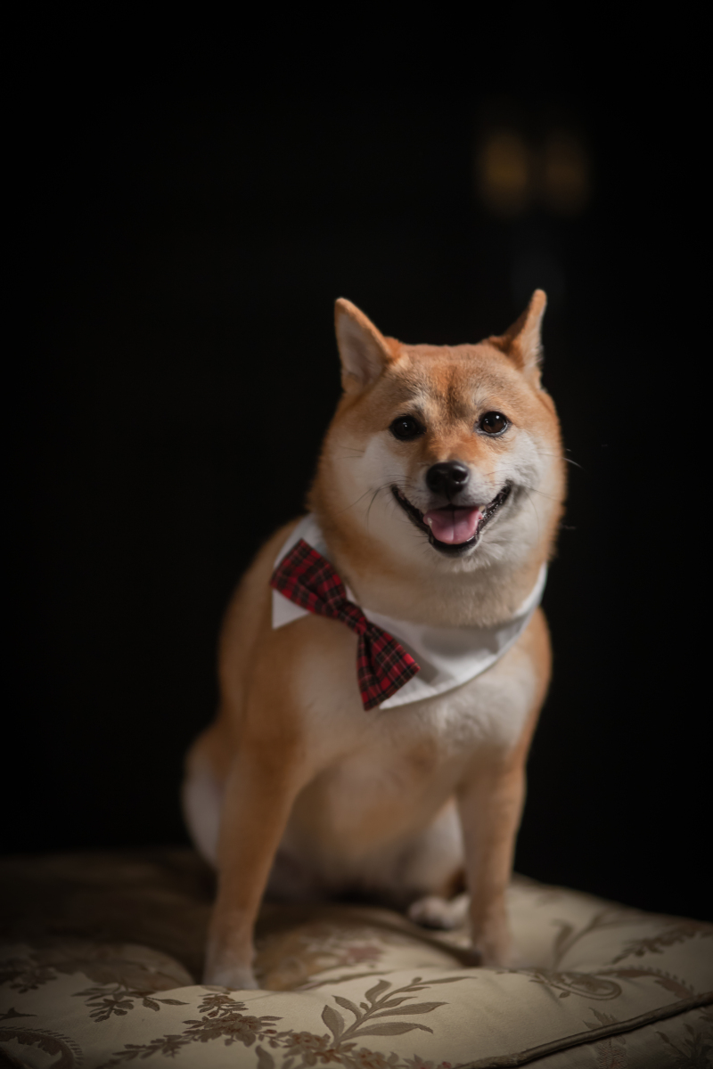 ペットソロ