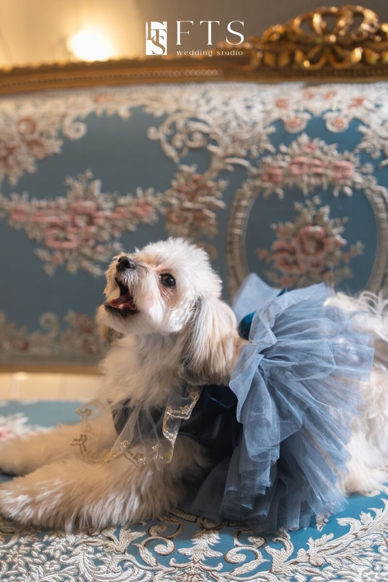 ペット撮影のご案内