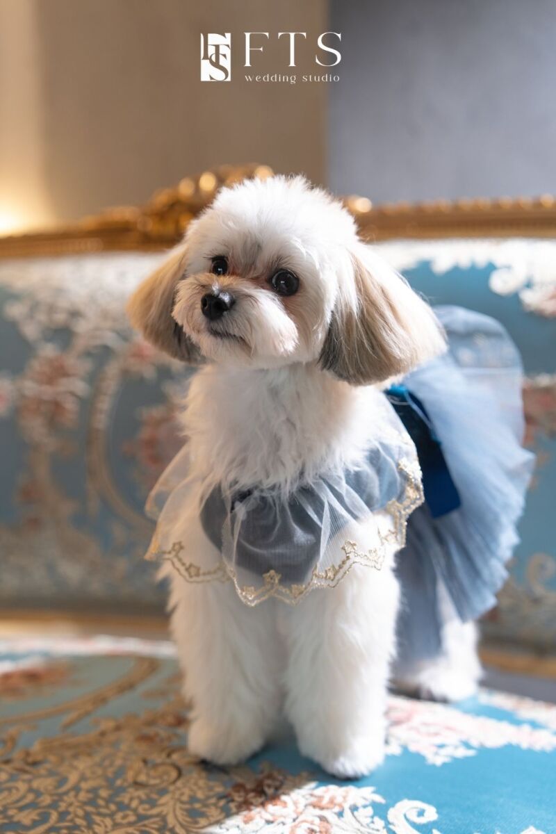 ペット撮影のご案内♪