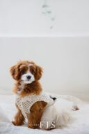 ペット撮影のご案内♡