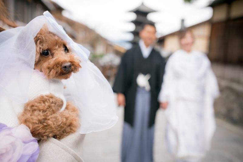 ❁ ワンコと前撮り ❁