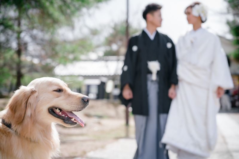 ❁ ワンコと前撮り ❁