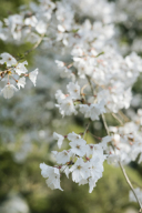 2025年の桜前撮り