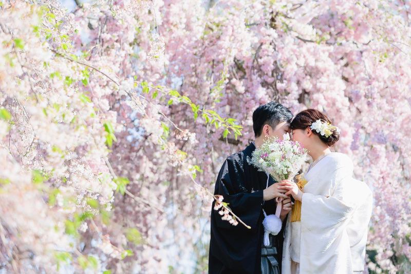 一面の枝垂れ桜 photo by谷澤明美