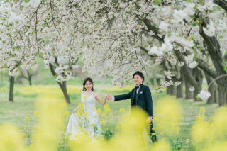 【桜と菜の花】の隠れ穴場スポット洋装ver.