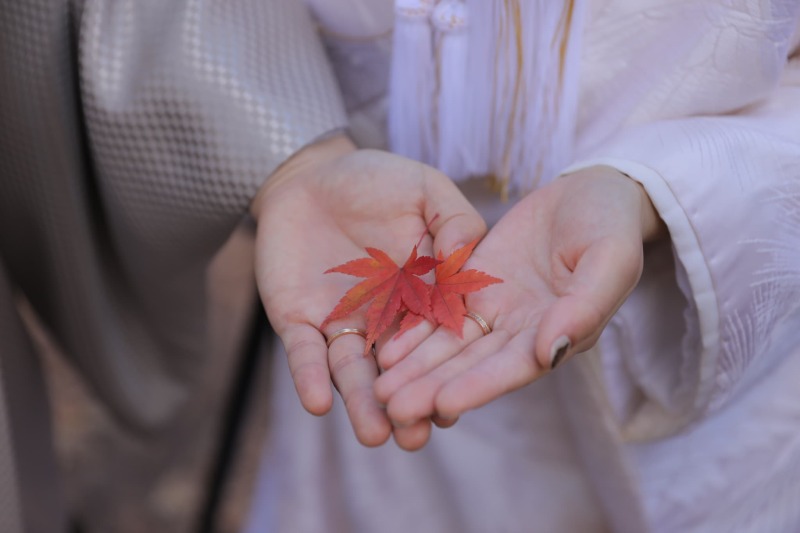 紅葉だより