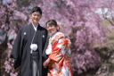 桜の中で和装撮影！