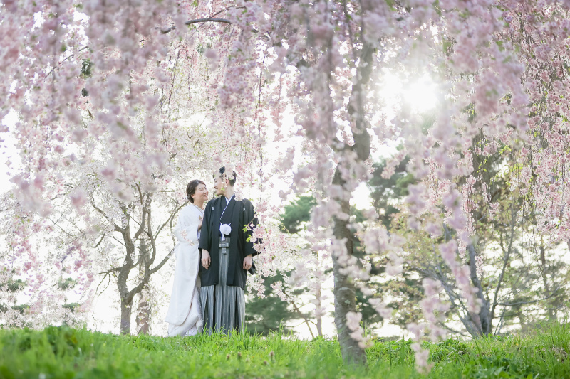 一面の枝垂れ桜 photo by谷澤明美