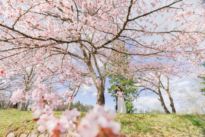 タリアセンの桜ロケーション