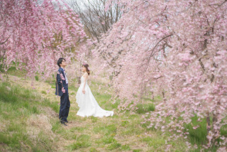 飯綱山公園の桜