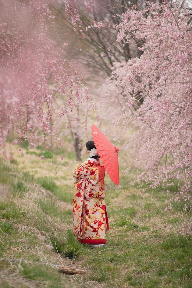 飯綱山公園が桜シーズンに選ばれる理由（今年の見頃予想）