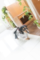 ワンちゃんと撮影！