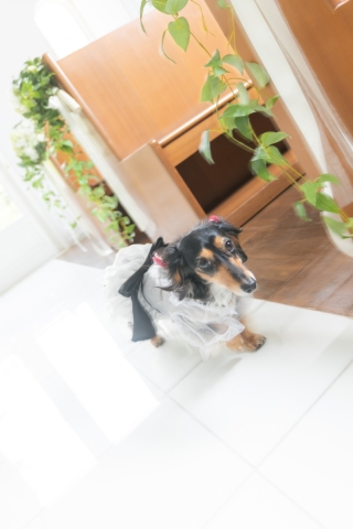 ワンちゃんと撮影!