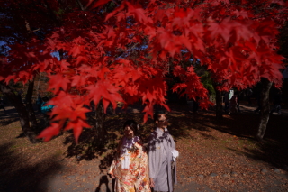11月の紅葉
