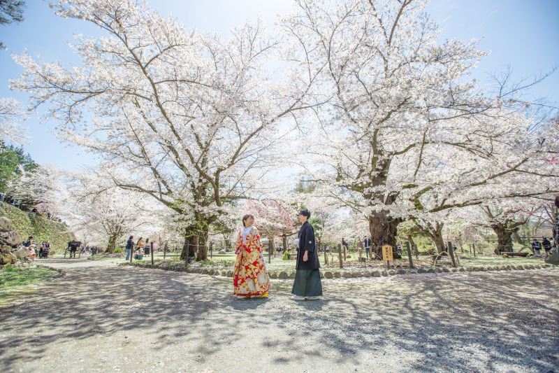 2024軽井沢桜ロケーション！穴場の日にち！【2024.3.8時点】