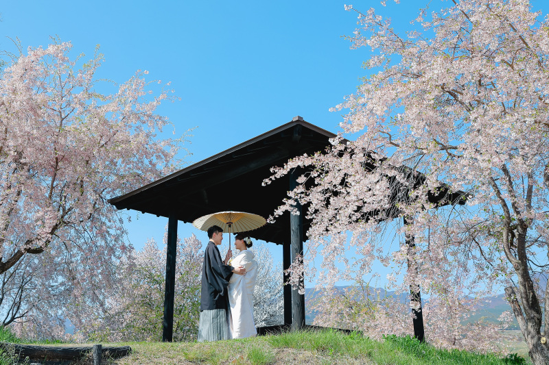 一面の枝垂れ桜 photo by谷澤明美