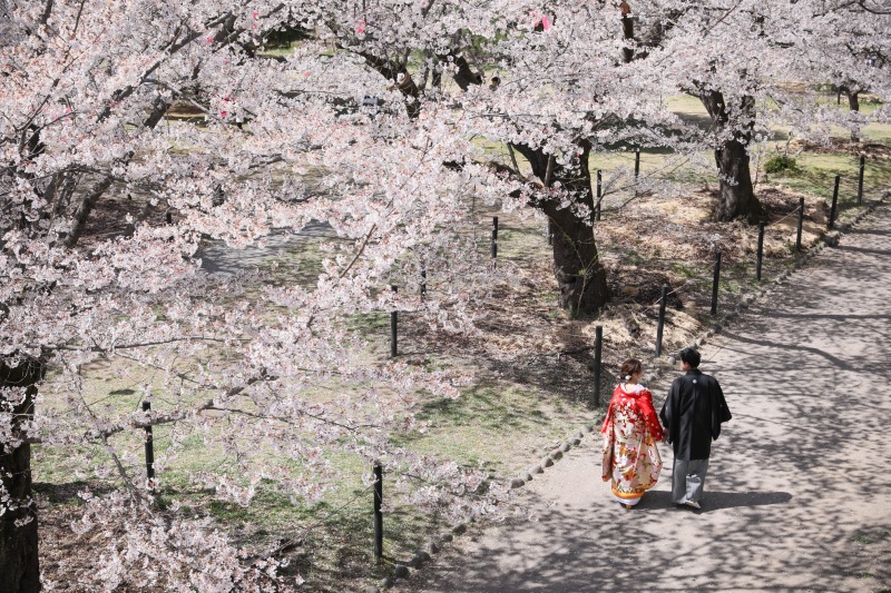 和装で桜ロケーション