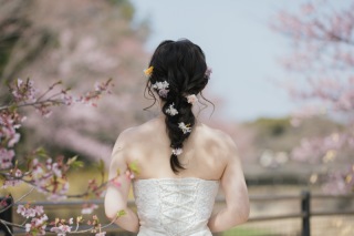 桜ろけはじまりました