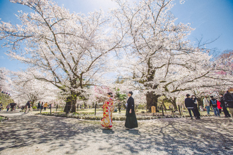 桜撮影のこりわずか!