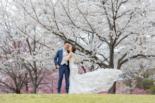 2026年桜の開花予想と春に選ばれるスポット