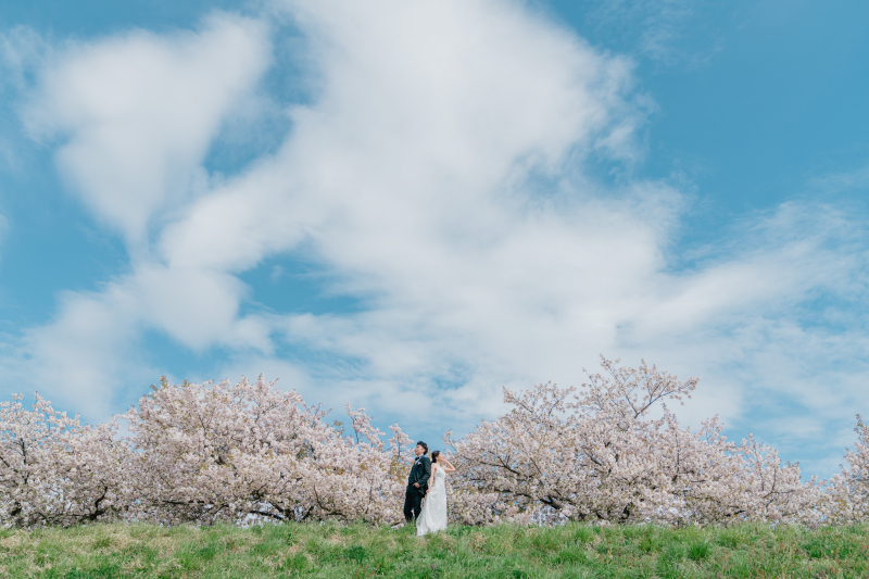 小布施の八重桜