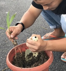 ヤシの木植えました