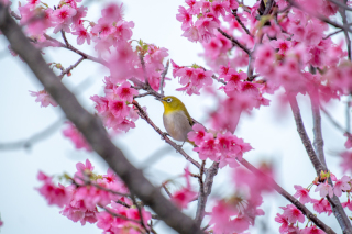 緋寒桜とメジロ