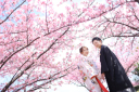 〈2024年〉美観地区×桜ロケーションご予約受付中★”