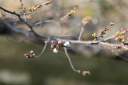 美観地区　桜開花まであと少し☆