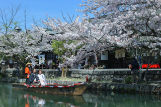 まだ間に合う、桜ロケーション(^^♪