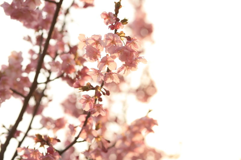 河津桜プランが大人気です(#^^#)