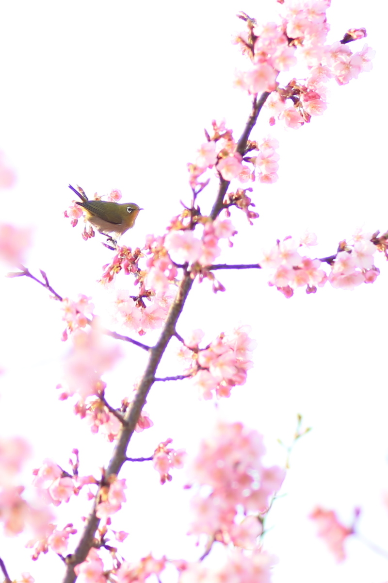 倉敷で有名な「河津桜プラン」登場☆