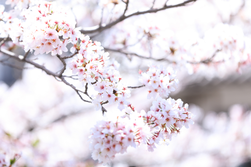 【桜・春シーズン】spring fair 開催中♥