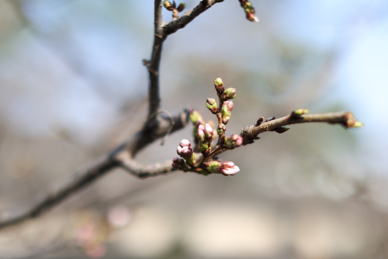 美観地区　桜開花まであと少し☆