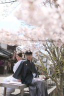 美観地区桜ロケーション