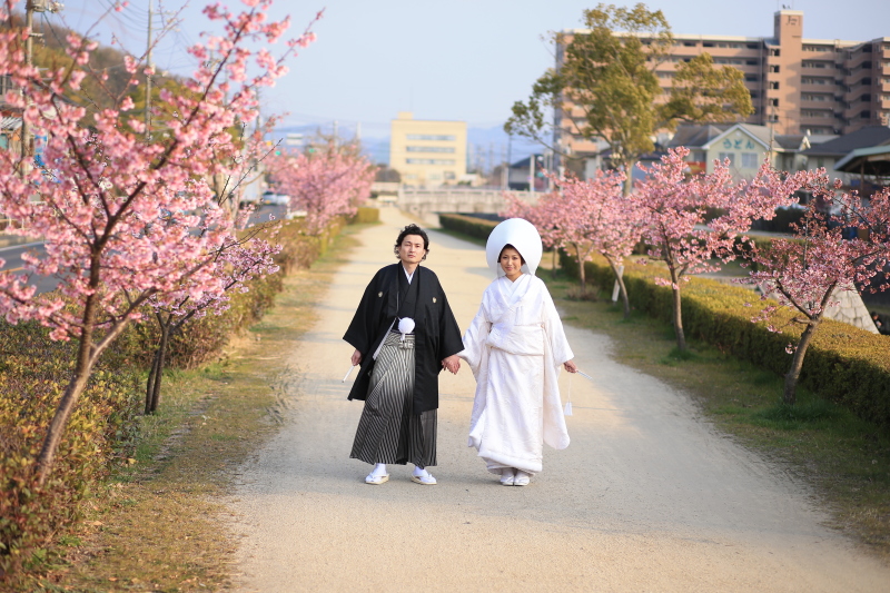倉敷で有名な「河津桜プラン」登場☆