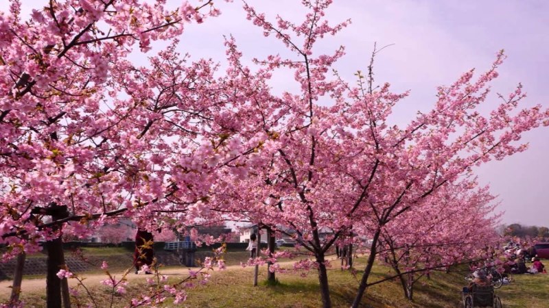倉敷で有名な「河津桜プラン」登場☆