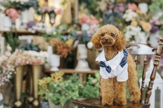 撮影プラン紹介♪|ペット撮影のすすめ