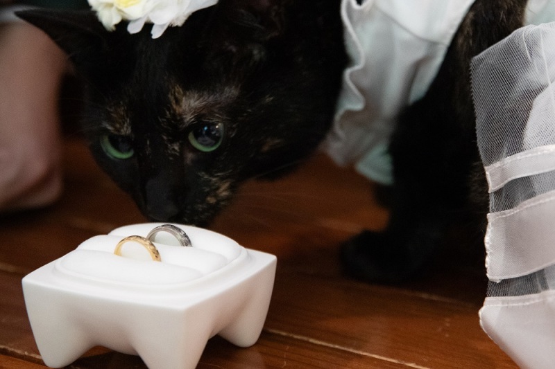 FLEURプラン紹介|わんちゃん、ねこちゃんとフォトウェディングをしませんか?