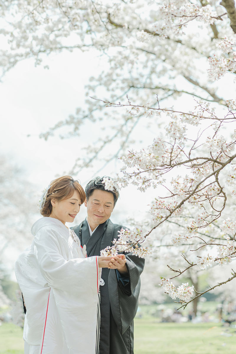 低い桜?