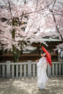 今年の桜は見に行かれましたか??