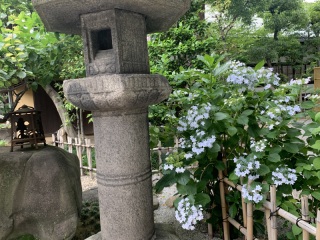紫陽花の咲く　初夏の中庭