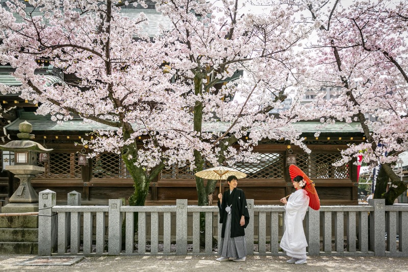 桜の撮影、絶好調です！