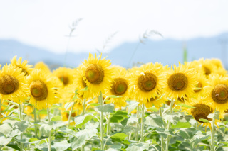 サマーキャンペーンは8月中で終了です！