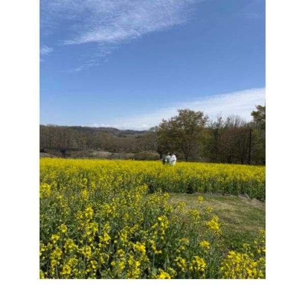 【みちのく湖畔公園】菜の花に囲まれたフォトウエディング！